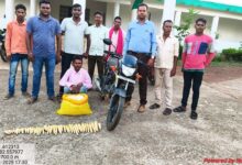 बांस करील के अवैध परिवहन पर कार्रवाई आरोपी गिरफ्तार