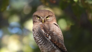 बारनावापारा अभयाण्य में “बर्ड सर्वे 2026” का आयोजन,200 से अधिक पक्षी प्रजातियों का रिकॉर्ड दर्ज….