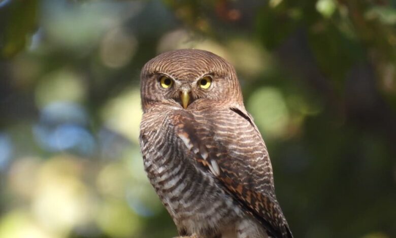 बारनावापारा अभयाण्य में “बर्ड सर्वे 2026” का आयोजन,200 से अधिक पक्षी प्रजातियों का रिकॉर्ड दर्ज….