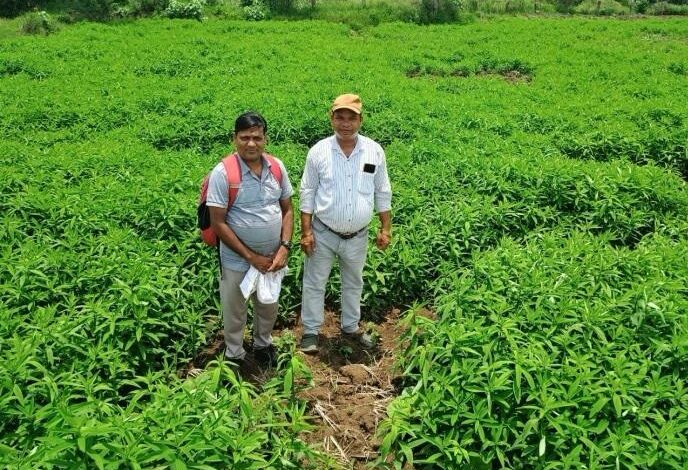 जैविक खेती ने बदली तस्वीर : मूलचंद बंजारे ने वैज्ञानिक पद्धति अपनाकर बढ़ाया उत्पादन, कीट-रोग से मिली राहत….