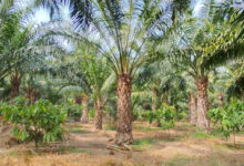 एक एकड़ में सवा लाख रुपए का मुनाफा देने वाला पाम ऑयल की खेती, किसान मुकेश कमा रहे हैं एक पेड़ से 3 हजार रुपए वार्षिक आय…. एक एकड़ में सवा लाख रुपए का मुनाफा देने वाला पाम ऑयल की खेती, किसान मुकेश कमा रहे हैं एक पेड़ से 3 हजार रुपए वार्षिक आय….