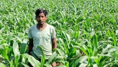 धान के बजाय मक्का से बढ़ा मुनाफा : किसान मालती मोहन बने उन्नत खेती की मिसाल…..