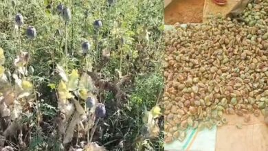 बलरामपुर में 2 एकड़ से अधिक भूमि में अफीम की अवैध खेती पर प्रशासन-पुलिस की संयुक्त कार्रवाई….
