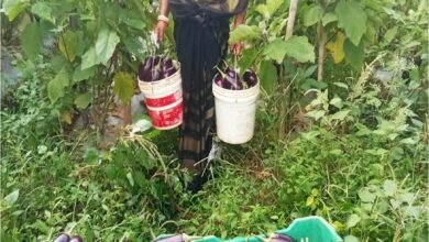 बिहान से बदली ममता की जिंदगी, सब्जी की खेती से ममता बनी आत्मनिर्भर….