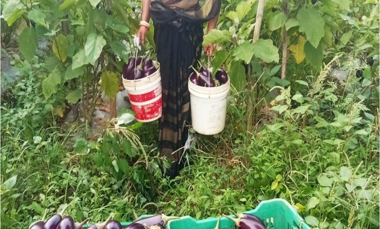 बिहान से बदली ममता की जिंदगी, सब्जी की खेती से ममता बनी आत्मनिर्भर…. बिहान से बदली ममता की जिंदगी, सब्जी की खेती से ममता बनी आत्मनिर्भर….