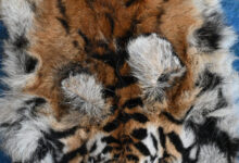 बाघ और तेंदुए के शिकार में शामिल डिप्टी रेंजर सहित 9 आरोपी गिरफ्तार….