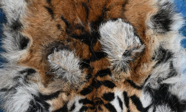 बाघ और तेंदुए के शिकार में शामिल डिप्टी रेंजर सहित 9 आरोपी गिरफ्तार….