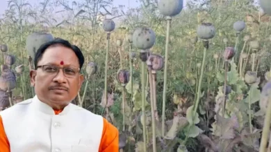 अफीम की खेती पर सख्त हुए मुख्यमंत्री विष्णु देव साय, संलिप्त लोगों के विरुद्ध की गई कड़ी कार्रवाई…..