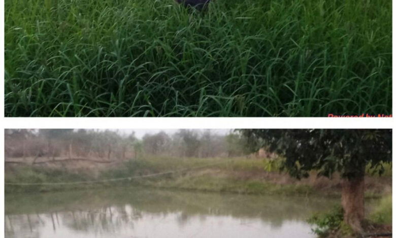 डबरी, मछली पालन और बहुफसली खेती से बदली तकदीर—सगनू बने गांव के प्रेरणास्रोत