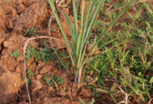 लेमनग्रास -किसानों के लिए कम पानी में ज्यादा कमाई का साधन, ‘अब्दुल कलाम’ किस्म बनी उम्मीद की नई किरण….