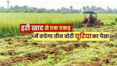 हरी खाद- खेती में बढ़ेगा उत्पादन, मिट्टी की सेहत होगी बेहतर….