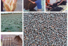 छत्तीसगढ़ में मखाना उत्पादन को प्रोत्साहन, योजना का तेजी के साथ हो रहा है क्रियान्वयन, धमतरी, बालोद, महासमुंद और गरियाबंद जिलों में शुरू हुई मखाना विकास योजना, 178 लाख की राशि स्वीकृत….