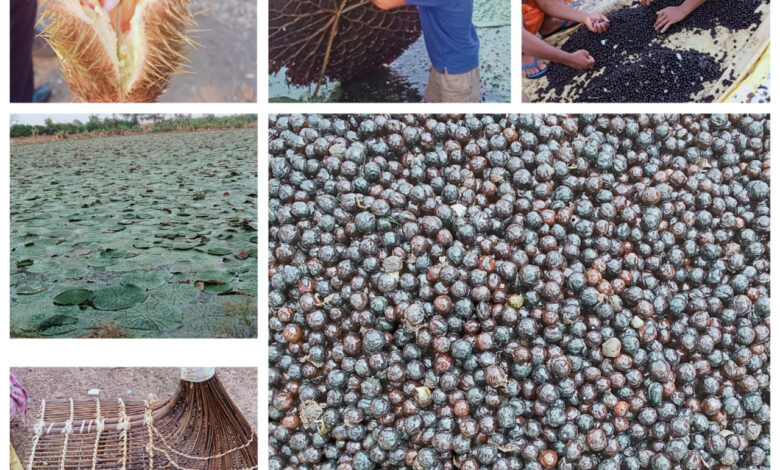 छत्तीसगढ़ में मखाना उत्पादन को प्रोत्साहन, योजना का तेजी के साथ हो रहा है क्रियान्वयन, धमतरी, बालोद, महासमुंद और गरियाबंद जिलों में शुरू हुई मखाना विकास योजना, 178 लाख की राशि स्वीकृत….