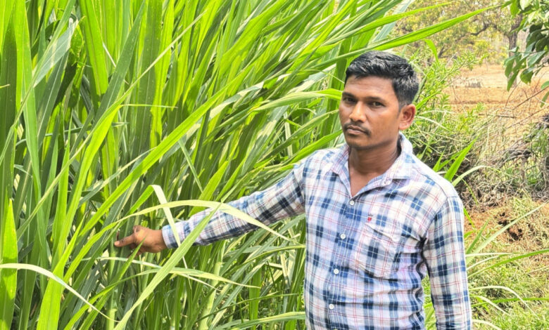 मजदूरी की बेड़ियां तोड़ ‘मल्टी-फार्मिंग’ के नायक बने ललित यादव, 6 गायों से शुरू हुआ डेयरी का सफर, आज 25 उन्नत पशुओं के साथ लिख रहे सफलता की इबारत…..