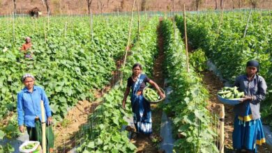 खीरा की खेती ने बदली सुभद्रा की जिंदगी, बिहान योजना से बनी लखपति दीदी…..