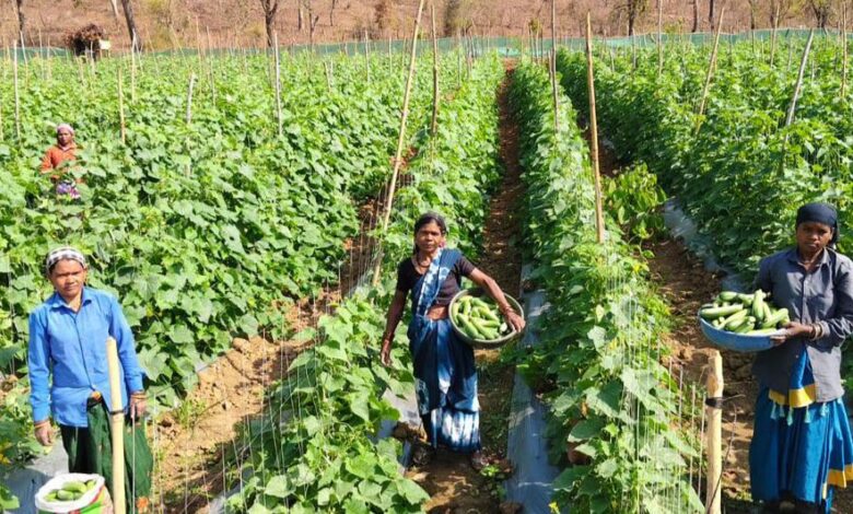 खीरा की खेती ने बदली सुभद्रा की जिंदगी, बिहान योजना से बनी लखपति दीदी…..