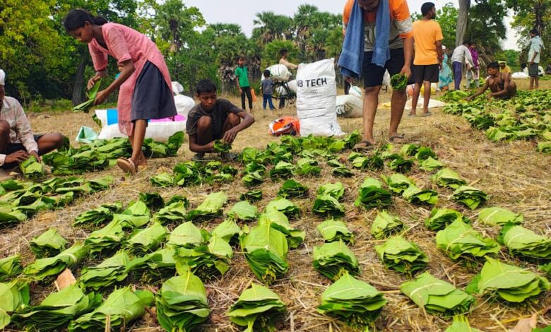सुकमा में तेंदूपत्ता संग्रहण तेज़ी से जारी, 35 हजार से अधिक बोरे का हुआ संग्रहण….
