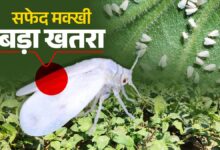 गन्ने में सफेद मक्खी के प्रकोप पर वैज्ञानिकों की सलाह: कीट नियंत्रण के लिए मौसम साफ होने पर करें छिड़काव…