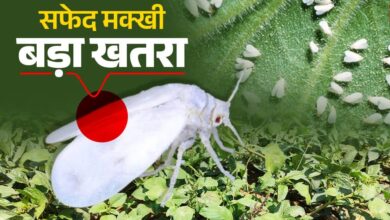 गन्ने में सफेद मक्खी के प्रकोप पर वैज्ञानिकों की सलाह: कीट नियंत्रण के लिए मौसम साफ होने पर करें छिड़काव…