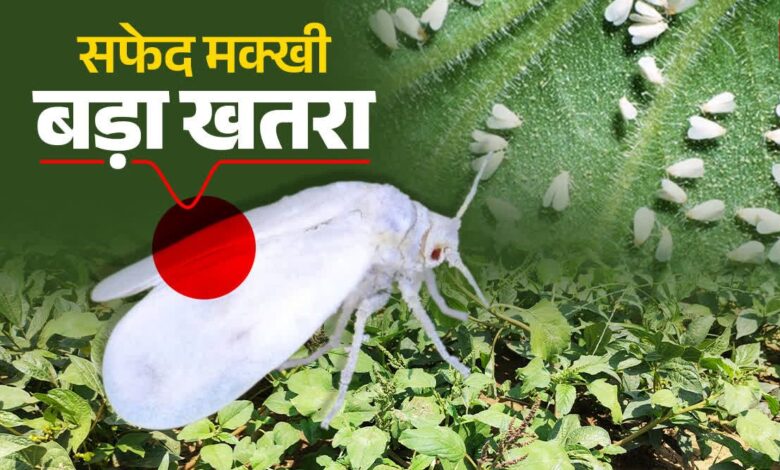 गन्ने में सफेद मक्खी के प्रकोप पर वैज्ञानिकों की सलाह: कीट नियंत्रण के लिए मौसम साफ होने पर करें छिड़काव…
