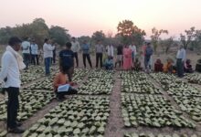 साय सरकार के सुशासन में तेन्दूपत्ता संग्राहकों को मिली आर्थिक मजबूती, 10,160 हितग्राहियों के खातों में पहुँची 1.39 करोड़ रुपये से अधिक की बोनस राशि….