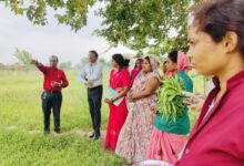 धमतरी मॉडल बना देश के लिए प्रेरणा, औषधीय खेती से महिलाओं की बदली तकदीर….