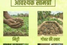 सीड बॉल अभियान- हरियाली बढ़ाने का सरल और प्रभावी माध्यम….