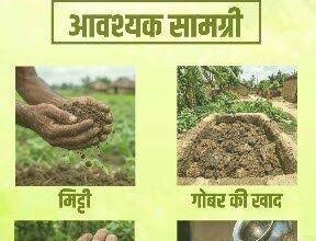 सीड बॉल अभियान- हरियाली बढ़ाने का सरल और प्रभावी माध्यम….
