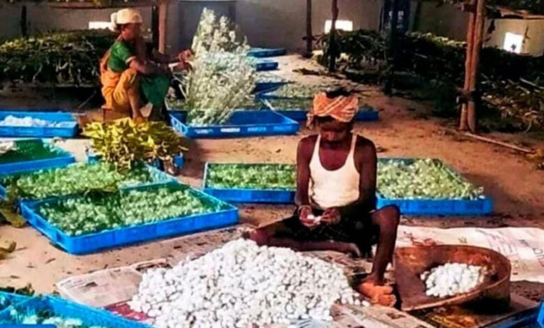 नारायणपुर में रेशम से बुना जा रहा आत्मनिर्भरता का ताना-बाना, कोसापालन ने बदली वनांचल के ग्रामीणों की तकदीर…. नारायणपुर में रेशम से बुना जा रहा आत्मनिर्भरता का ताना-बाना, कोसापालन ने बदली वनांचल के ग्रामीणों की तकदीर….