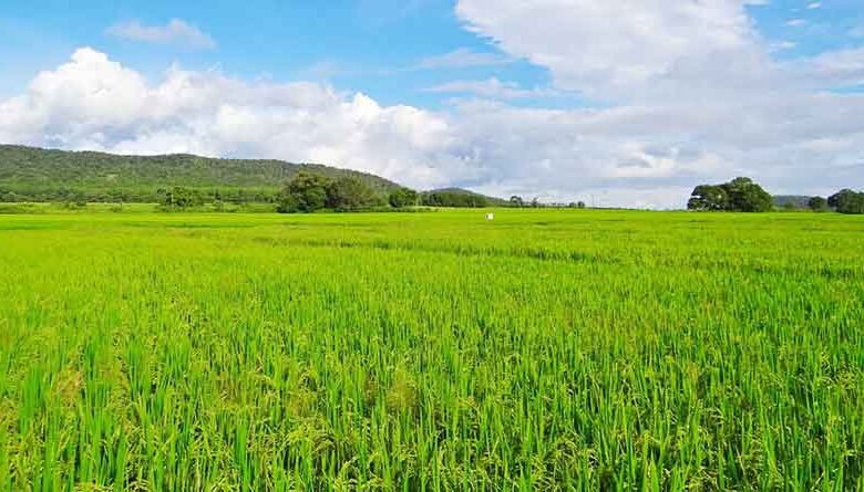 खरीफ सीजन ने पकड़ी रफ्तार, छत्तीसगढ़ में 20 लाख हेक्टेयर से अधिक रकबे में फसलों की बोनी…..