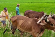 अपनी माटी और खेती-किसानी से मुख्यमंत्री विष्णु देव साय का आत्मीय जुड़ाव,गृहग्राम बगिया में सुबह-सुबह खेत पहुंचे मुख्यमंत्री, बैलों के साथ हल चलाकर की बियासी…