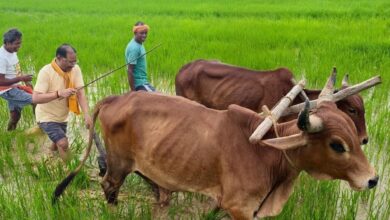 अपनी माटी और खेती-किसानी से मुख्यमंत्री विष्णु देव साय का आत्मीय जुड़ाव,गृहग्राम बगिया में सुबह-सुबह खेत पहुंचे मुख्यमंत्री, बैलों के साथ हल चलाकर की बियासी…