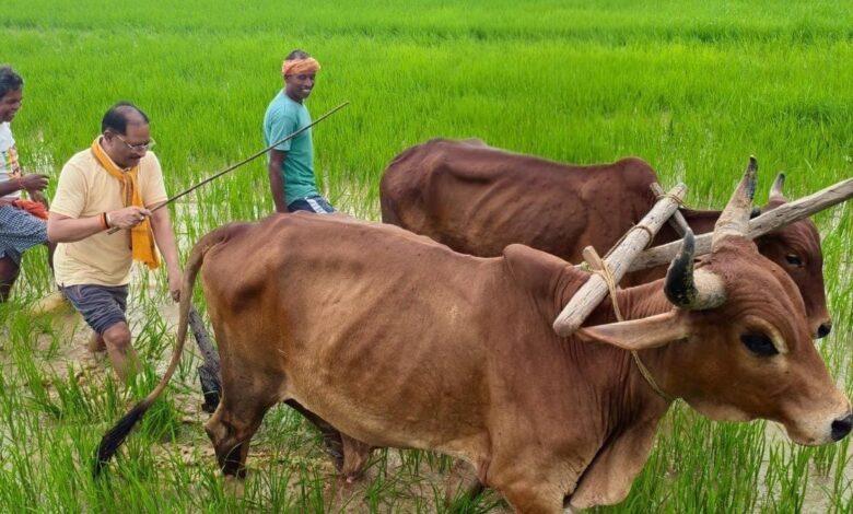 अपनी माटी और खेती-किसानी से मुख्यमंत्री विष्णु देव साय का आत्मीय जुड़ाव,गृहग्राम बगिया में सुबह-सुबह खेत पहुंचे मुख्यमंत्री, बैलों के साथ हल चलाकर की बियासी… अपनी माटी और खेती-किसानी से मुख्यमंत्री विष्णु देव साय का आत्मीय जुड़ाव,गृहग्राम बगिया में सुबह-सुबह खेत पहुंचे मुख्यमंत्री, बैलों के साथ हल चलाकर की बियासी…