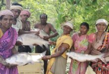 विष्णु भैया की पहल से तालाब बना महिलाओं की तरक्की का आधार, मछली पालन से सशक्त हुईं मनोरा और दुलदुला की महिलाएं, लाखों की आय से बदली जीवन की तस्वीर…..