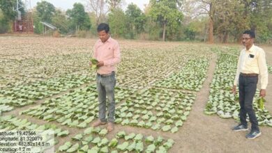 तेन्दूपत्ता संग्रहण की नई पहल से अबुझमाड़ के 22 गांवों को मिला लाभ, गांव के पास खुला फड़, 365 संग्राहकों को मिला सीधा आर्थिक लाभ….