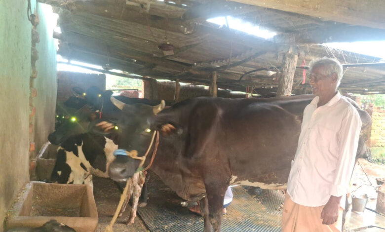 पीएम किसान सम्मान निधि की बचत से खरीदी पहली गाय, आज 10 गायों के साथ आत्मनिर्भर बने 75 वर्षीय परशुराम गुप्ता….