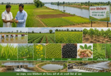 नदी किनारे के 152 गांवों में बदलेगा खेती का गणित, धान के साथ बढ़ेंगे आय के नए विकल्प….
