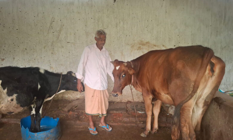 पीएम किसान सम्मान निधि की बचत से खरीदी पहली गाय, आज 10 गायों के साथ आत्मनिर्भर बने 75 वर्षीय परशुराम गुप्ता….