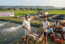 बदलाव की मिसाल : बदली किसानों की किस्मत प्रधानमंत्री मत्स्य संपदा योजना से, पारंपरिक खेती के साथ मछली पालन बन रहा अतिरिक्त आमदनी का मजबूत जरिया…. बदलाव की मिसाल : बदली किसानों की किस्मत प्रधानमंत्री मत्स्य संपदा योजना से, पारंपरिक खेती के साथ मछली पालन बन रहा अतिरिक्त आमदनी का मजबूत जरिया….