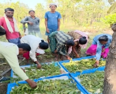 तसर पालन से बढ़ेंगे ग्रामीणों की आमदनी के अवसर, बीजापुर में 13 हितग्राहियों को स्वस्थ डिम्ब समूह वितरण के साथ मिली आर्थिक सहायता…..